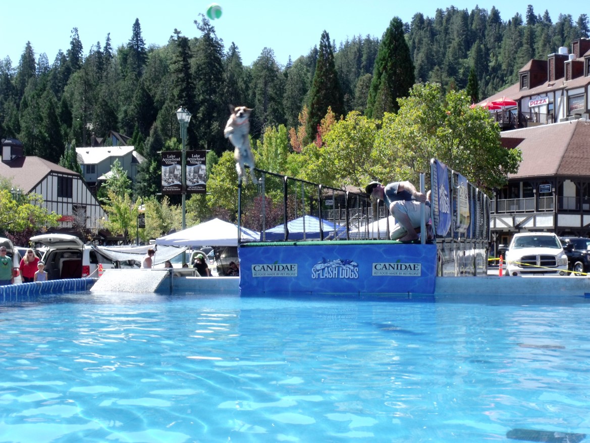 Can You Swim In Lake Arrowhead Right Now Is Lake Arrowhead Going To The Dogs Pet Companion Magazine