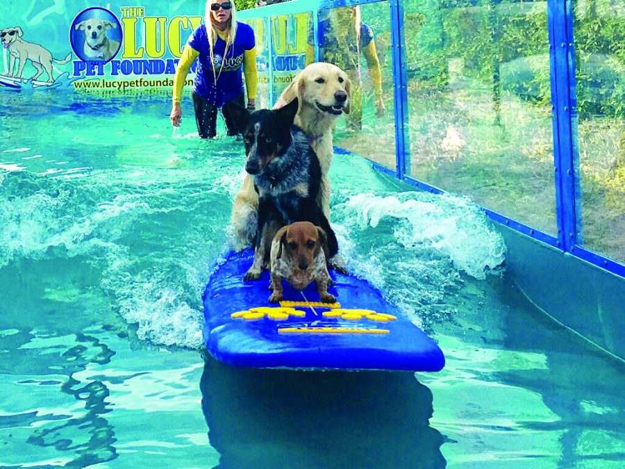 Dogs practicing on surf board