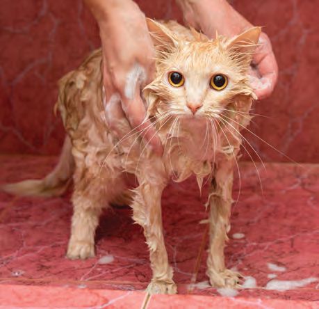 topical treatment for ringworm in cats