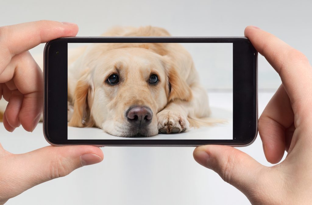 cell phone photography of pet