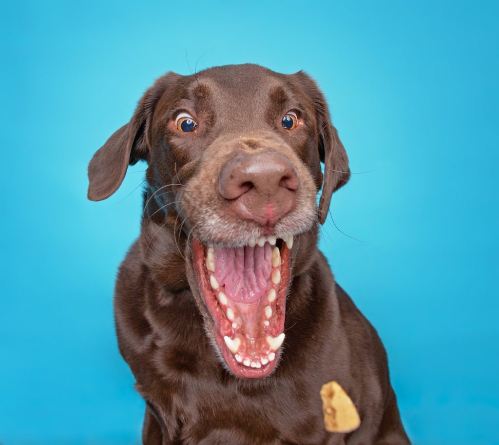 Good dog catching treat mid air