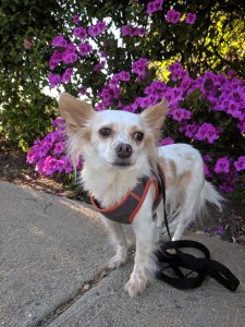 dog with relaxed ears