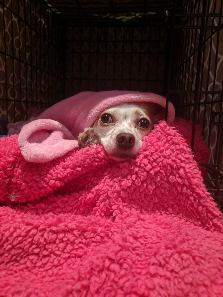 dog cuddling under blankets