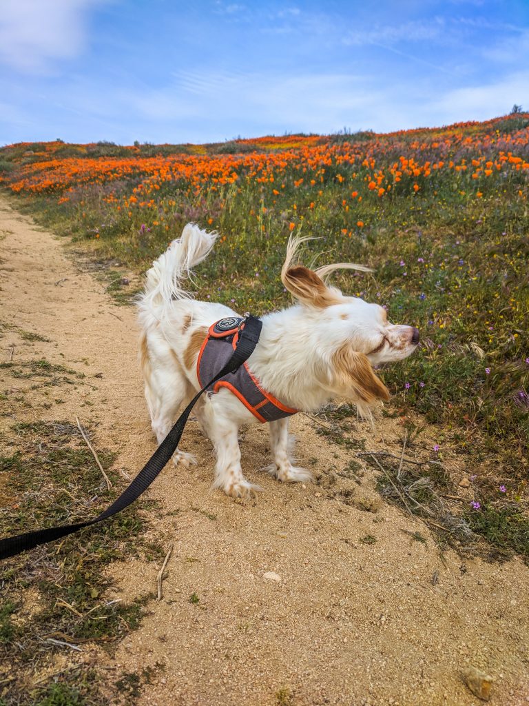 Dog shaking head