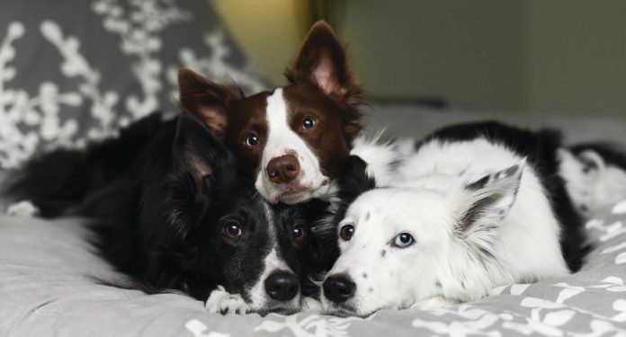 Photograph of three border collies laying together - black, brown & white, white fur