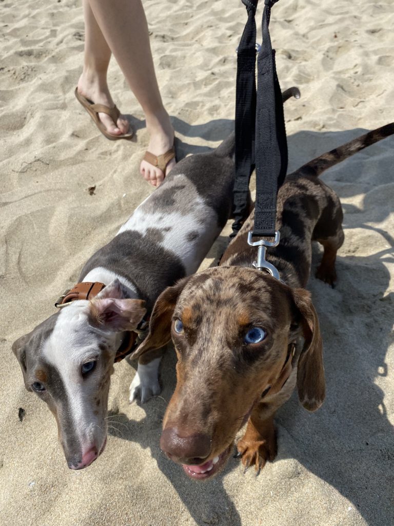 Beautiful blue-eyed doxies are Casey (left) and Duke (right)