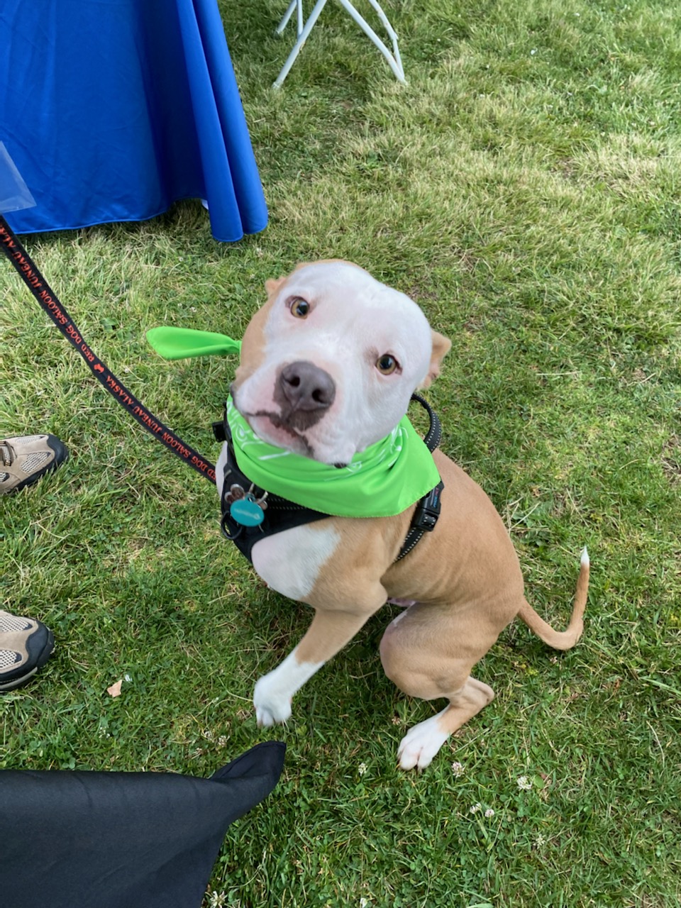 Dog wearing green bandana poses for photo