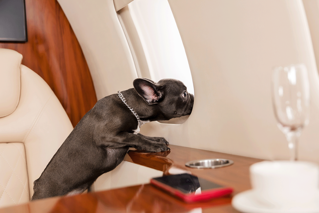 frenchie looking out window private jet