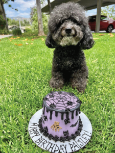 Dog sitting nicely in grass with dog birthday cake in foreground