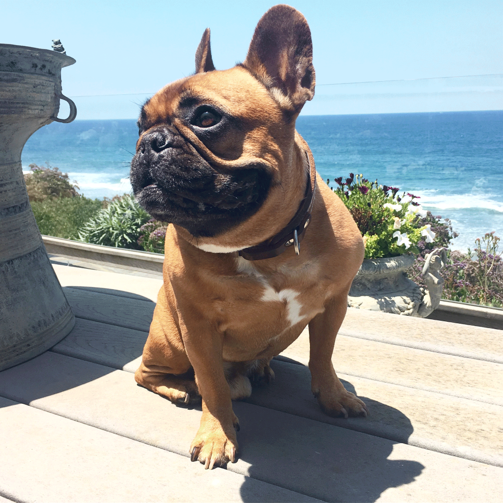 Henri le Frenchie poses on a patio with the beach in the background