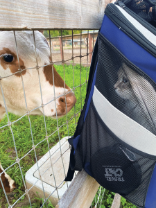 Bowie in his backpack looking at a cow