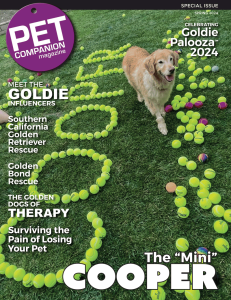 Magazine cover with photo of "Mini" Cooper, a golden retriever surrounded by tennis balls