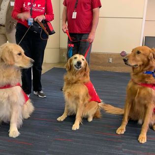 Golden retrievers wearing red therapy vests